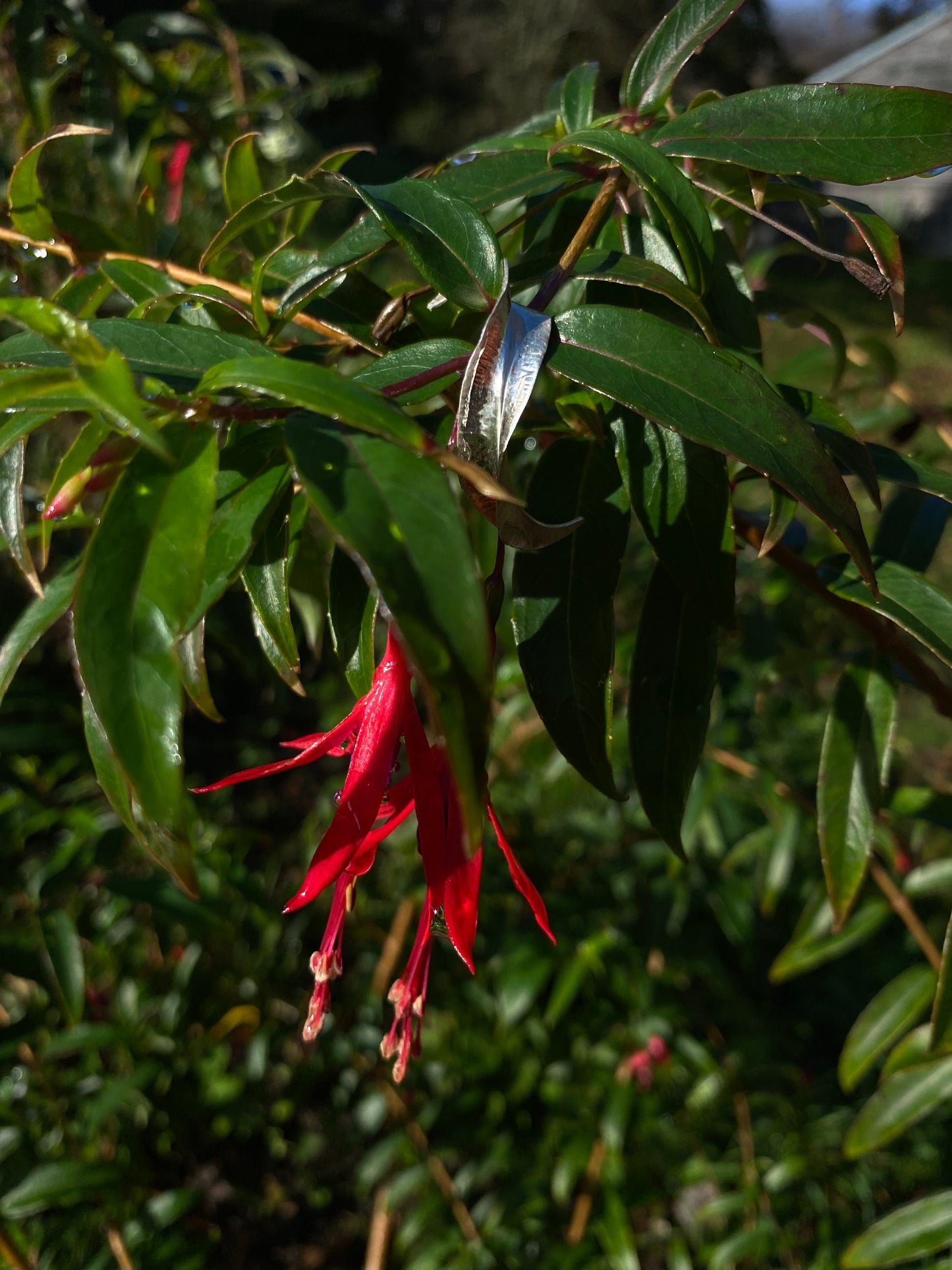 Fuchsia Leaf Spiral Pendant