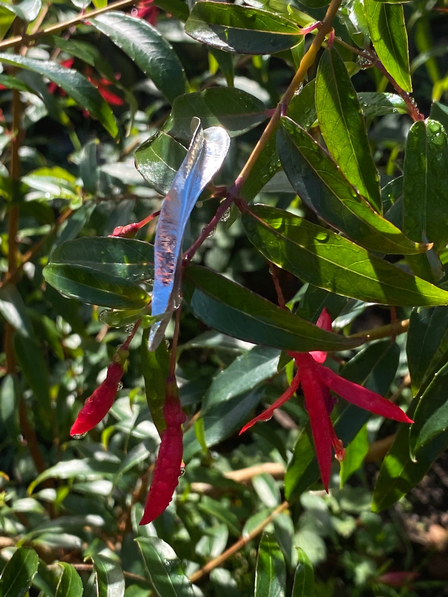 Fuchsia Leaf Long Pendant